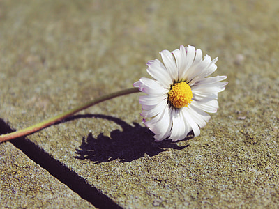 Daisy, batu, musim semi, Blossom, mekar, tanaman, dinding batu