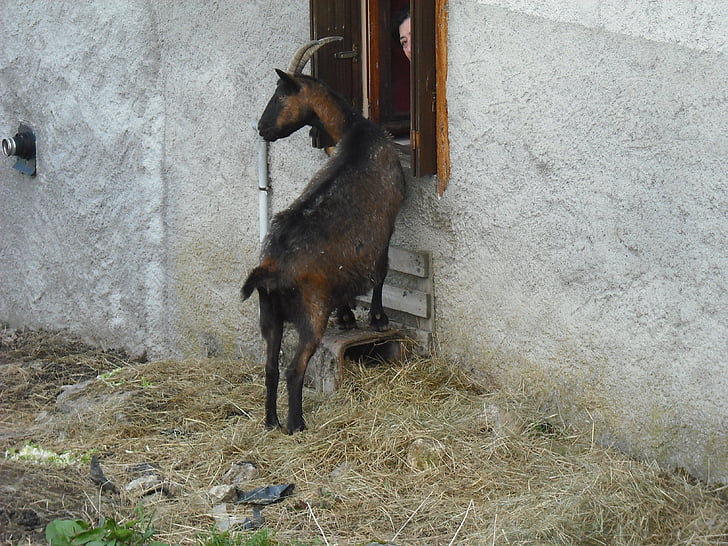 goat, animals, brown