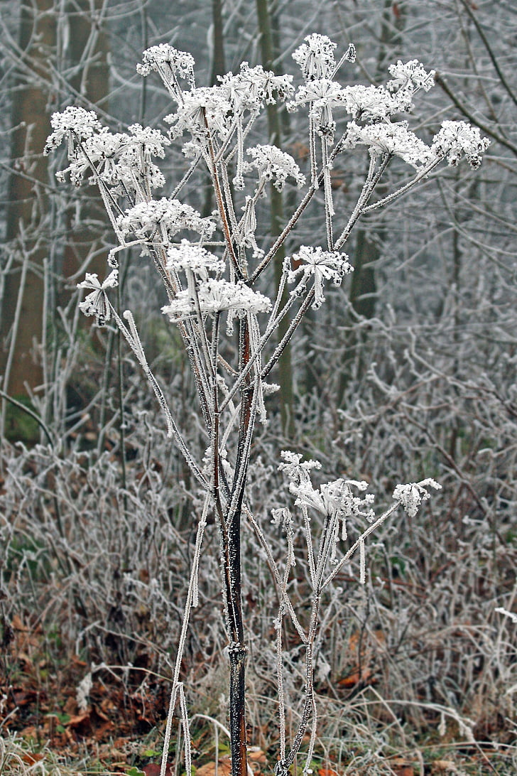 winter, frozen, icing, whites, frost, cold, flower