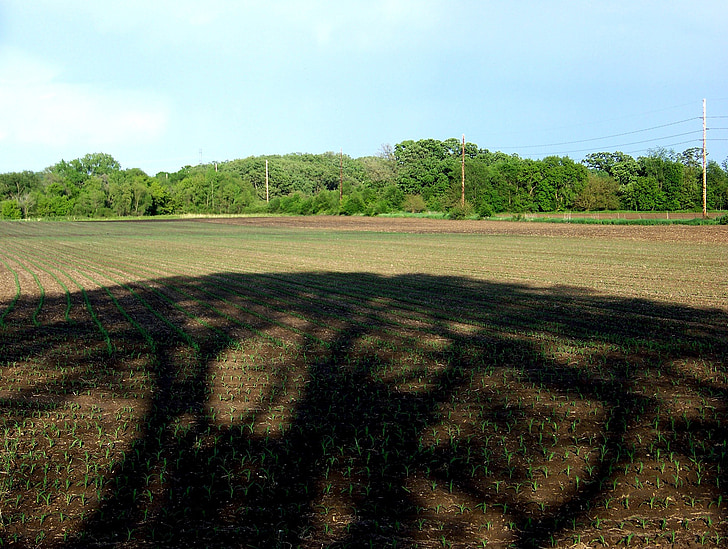 shadow, corn field, farm, dirt, plowed, plants