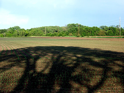Schatten, Mais-Feld, Bauernhof, Schmutz, gepflügt, Pflanzen