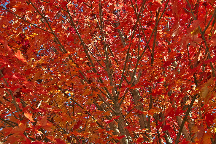 autunno, foglie, albero, rosso