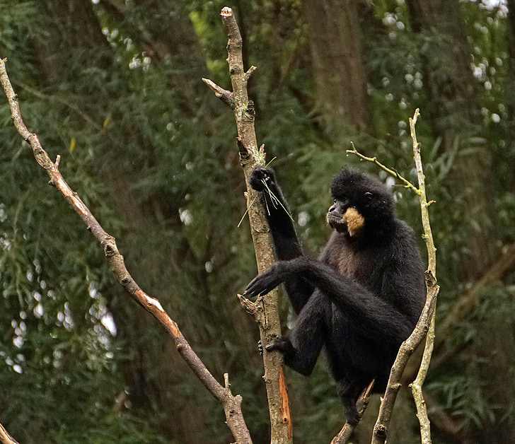 gibbon joue jaune, singe, Gibbon, mammifère, primate, APE, animal