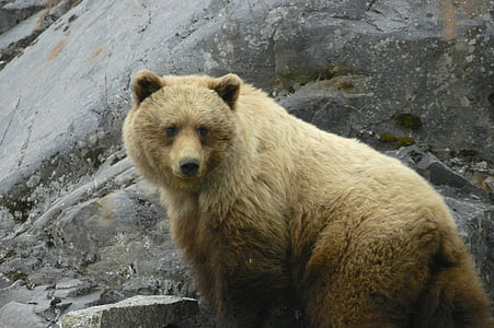 Badia de la glacera, Alaska, ós bru, vida silvestre, natura, fora, plantes