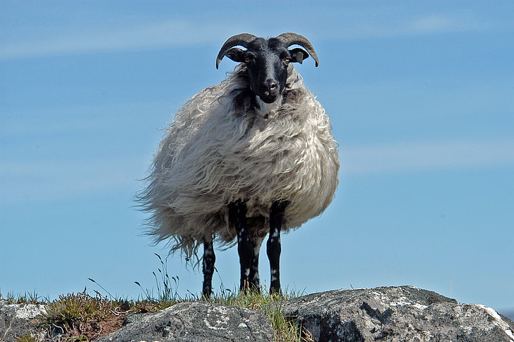 ovce, Írsko