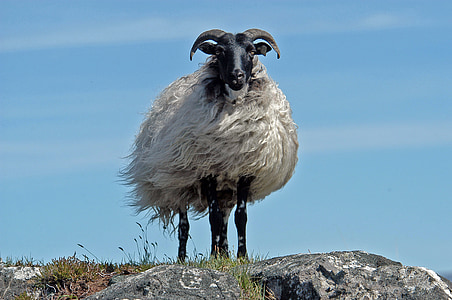 pecore, Irlanda