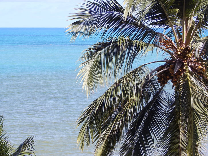 Beach, kokosová palma, Litoral, Brazília, Príroda, Príroda, Costa