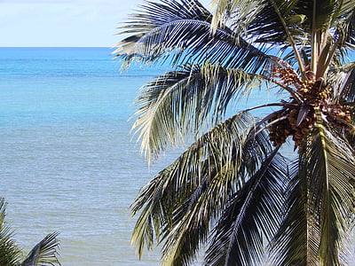 plajă, nucă de cocos copac, litoral, Brazilia, natura, peisaj, Costa