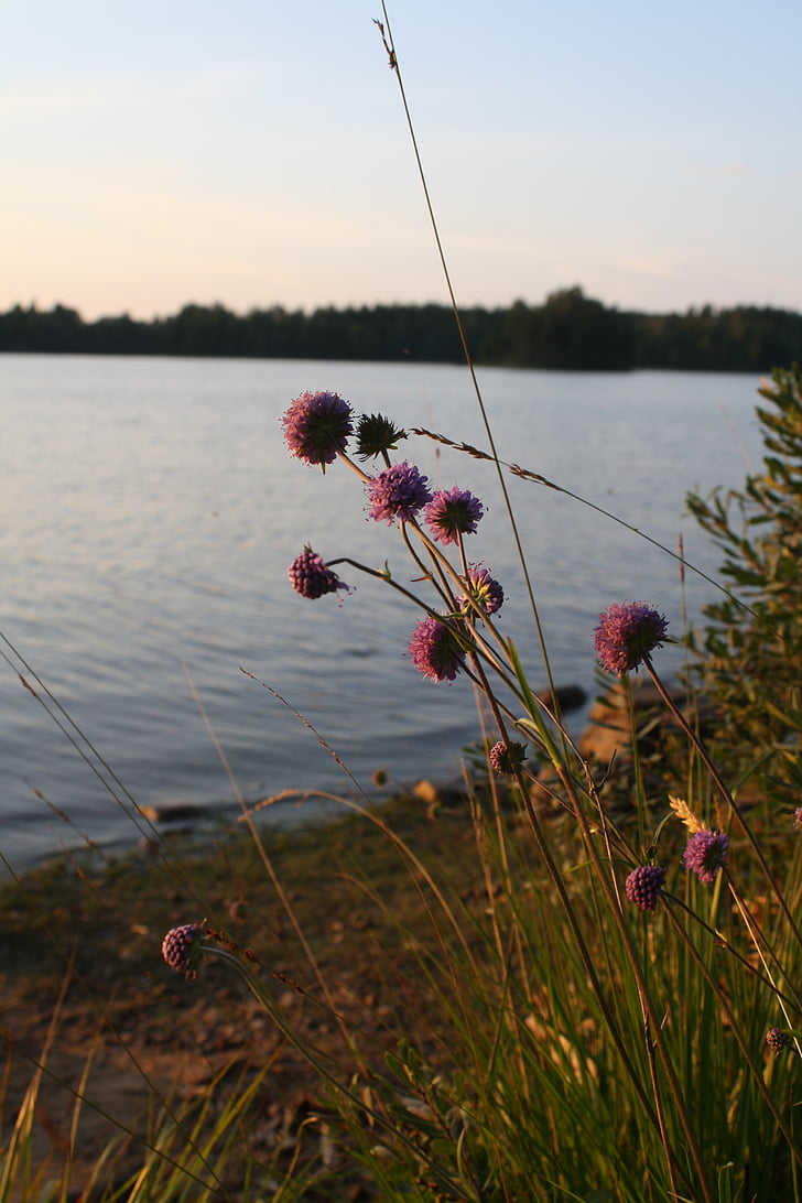 sjön, Sverige, lugn, Serenity, sommar, fiske, reflektioner