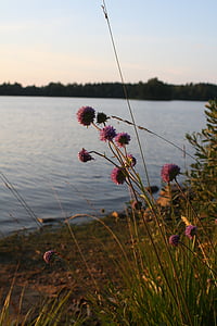 湖, 瑞典, 平静, 宁静, 夏季, 捕鱼, 几点思考