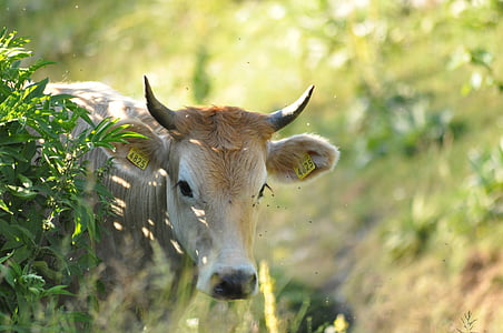 động vật, rừng, con bò, đồng cỏ, mùa hè, màu xanh lá cây, động vật