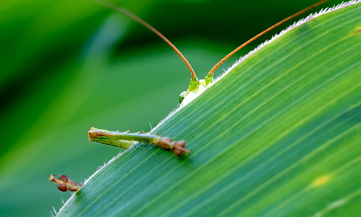 grasshopper, viridissima, green, corn leaf, hidden, eye, watch