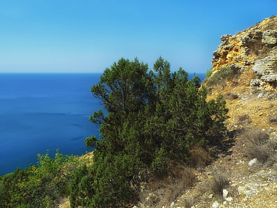 greek juniper, tree, sea, ocean, cliff, nature, outside