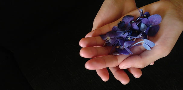 flors violetes, mà, flors, violeta, espai negatiu, porpra, Spa