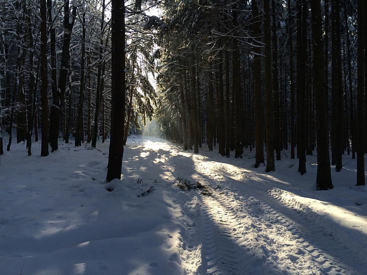 Vinter, skog, snø