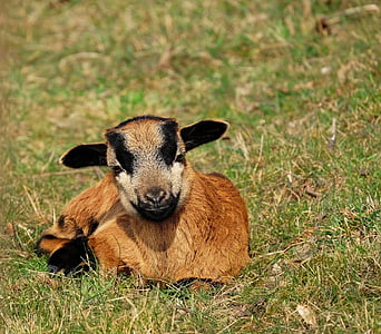 ヤギ, 国内ヤギ, 子供, 横になっています。, かわいい, 牧草地, 動物