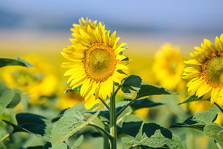mekar bunga matahari, bunga matahari, bidang, Cantik, latar belakang, matahari, alam