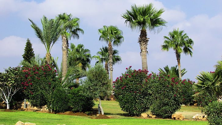 garden, trees, palms, plant, green, grass, cyprus