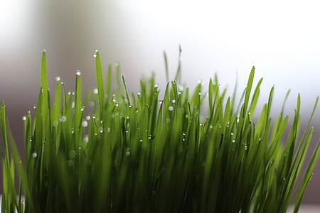 трева, капка вода, житняк, природата, зелен цвят, растителна, свежест