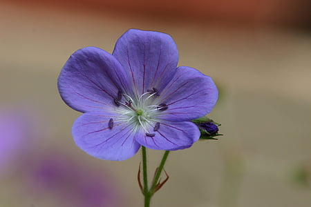 цветок, фиолетовый, лепестки, пять, маленький, Лето, Природа