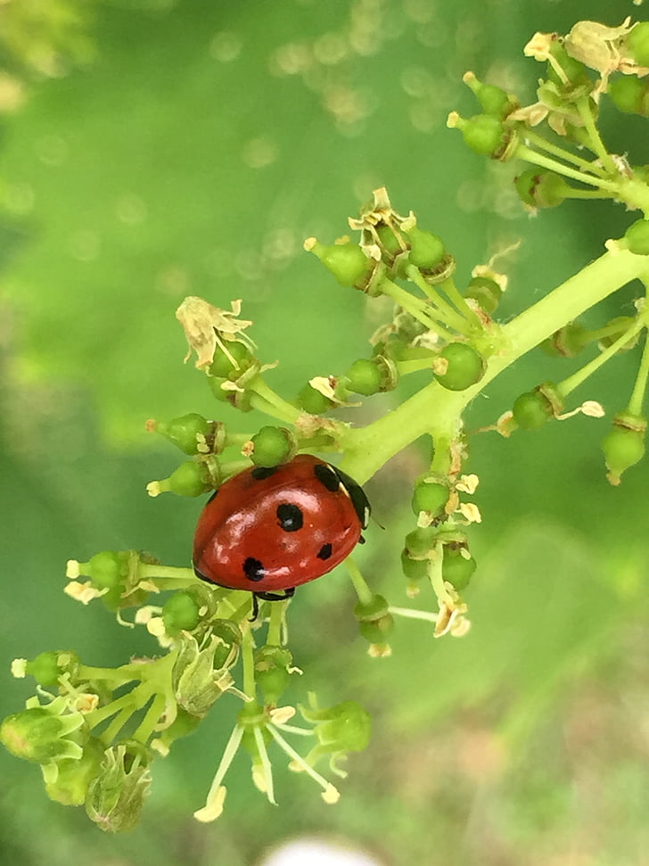 ladybug, insect, brine fly