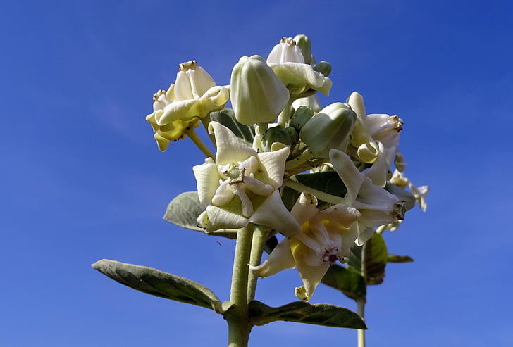 flor de corona, Safed aak, angkot, aank, Arca, Calotropis gigantea, Asclepiadaceae
