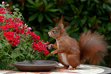 animal, rodent, squirrel, sciurus vulgaris major, foraging, garden, nature