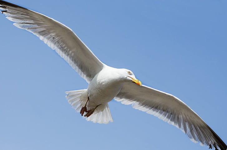 Seagull, fågel, flygare, djur, nära-up, havet, vilda