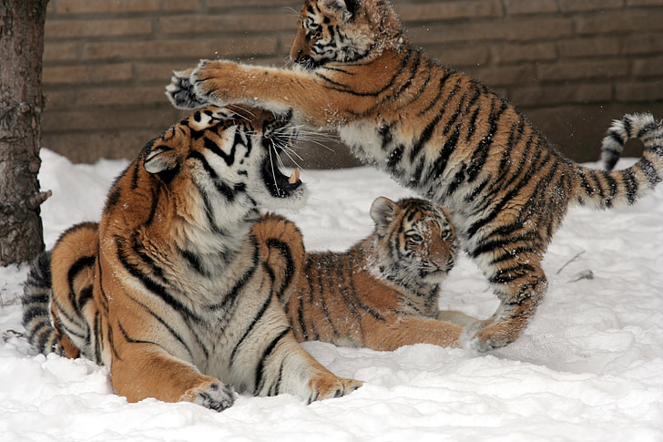 tigers, mother, female, cubs, snow, winter, big cat