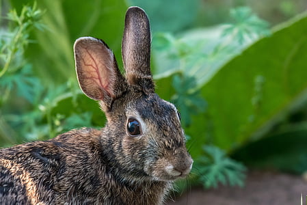 animal, bunny, close-up, cute, fur, garden, grass