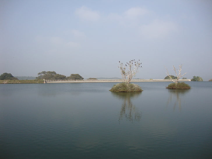 Moyar dam, skarver, raste fugle, natur, søen, floden
