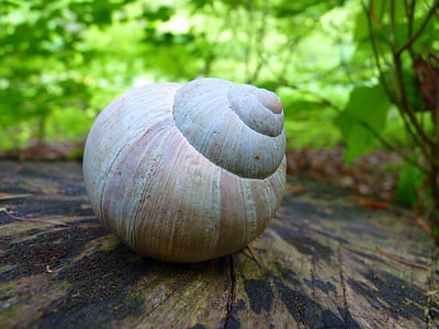 snail, shell, animal, slowly, creature