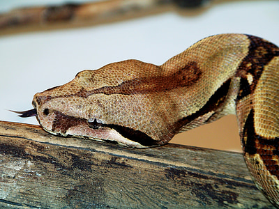 animaux, Zoo, Boa constrictor, serpent, animal, reptile, faune
