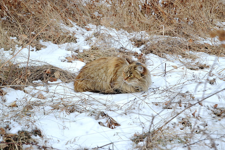 mačka, zimné, tráva, sneh, mráz, za studena