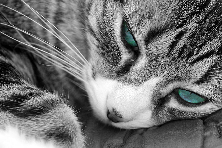 котка, синьо, очите, Черно и бяло, мустак