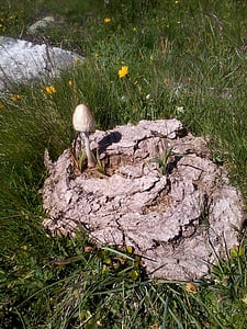 蘑菇, 菇, 牛粪, 草甸