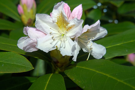 fleurs, rhododendrons, Bush, Frühlingsanfang, blanc, fermer, fleurs de Rhododendron