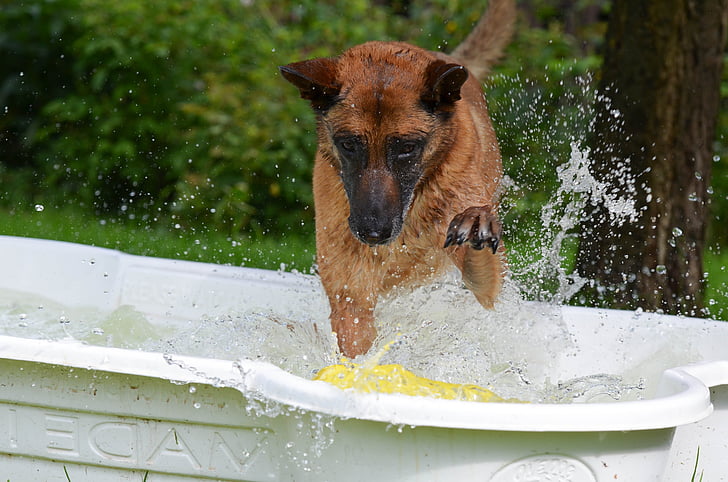 hond zwembad, zwembad van de hond, Mechelaar, gek ei, hond speelt, hond paddle, Belgische herder