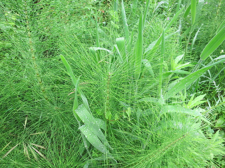 horsetail, meadow, green, equisetum arvense, field horsetail, cat wedel, ponytail