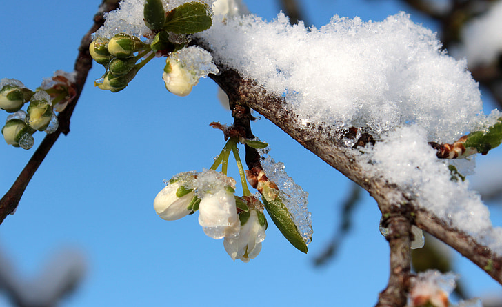 švestka, Prunus domestica, Švestkové květy, švestka pupeny větve, sníh, mráz, chlad