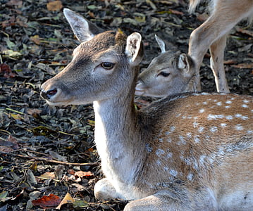 animal, roe deer, lying, leaves, forest, zoo, fawn