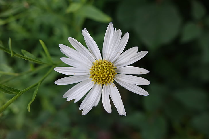 květ, Příroda, Bílý květ, Nádherná květina, Wild flower, Bloom, závod