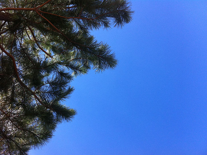sky, nature, tree, blue, contrast