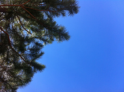 langit, alam, pohon, biru, kontras