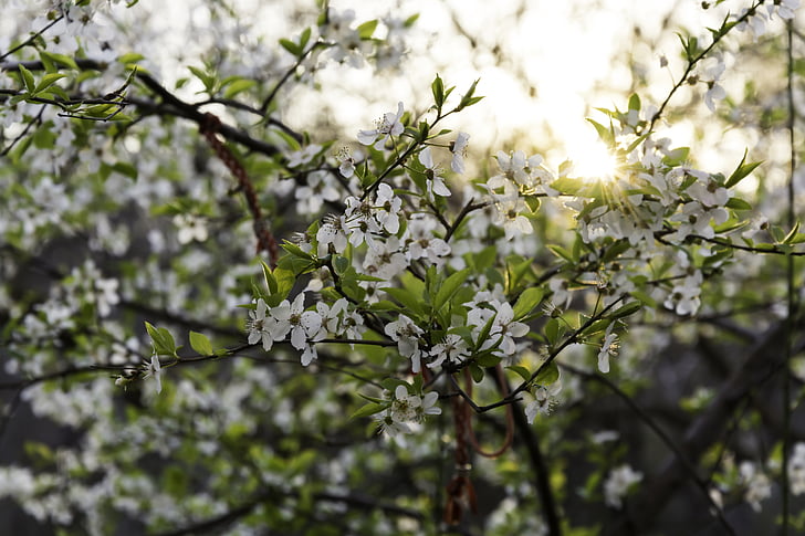 flor, árbol, Primorsko, Bulgaria, naturaleza, primavera, sol