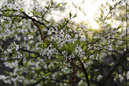 Blossom, træ, Primorsko, Bulgarien, natur, Springtime, solen
