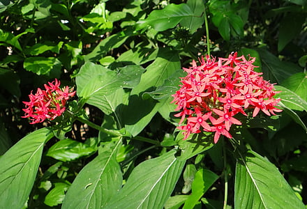 Pentas, hvězda květina, Hvězdokupa, Pentas lanceolata, květ, červená, Rubiaceae