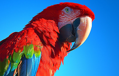 parrot, bird, pet, ara, macaw, animal, nature