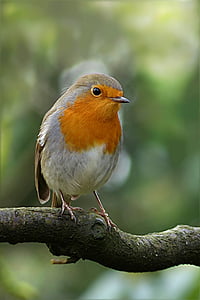 pták, Robin, Červenka obecná, větev, Zimní, smývání, Příroda