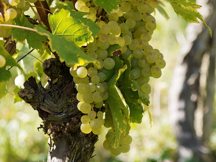 vynuogynai, vynuogės, vynmedžiai, Burgundija, klasteris, vynuogių kekė, vynuogių